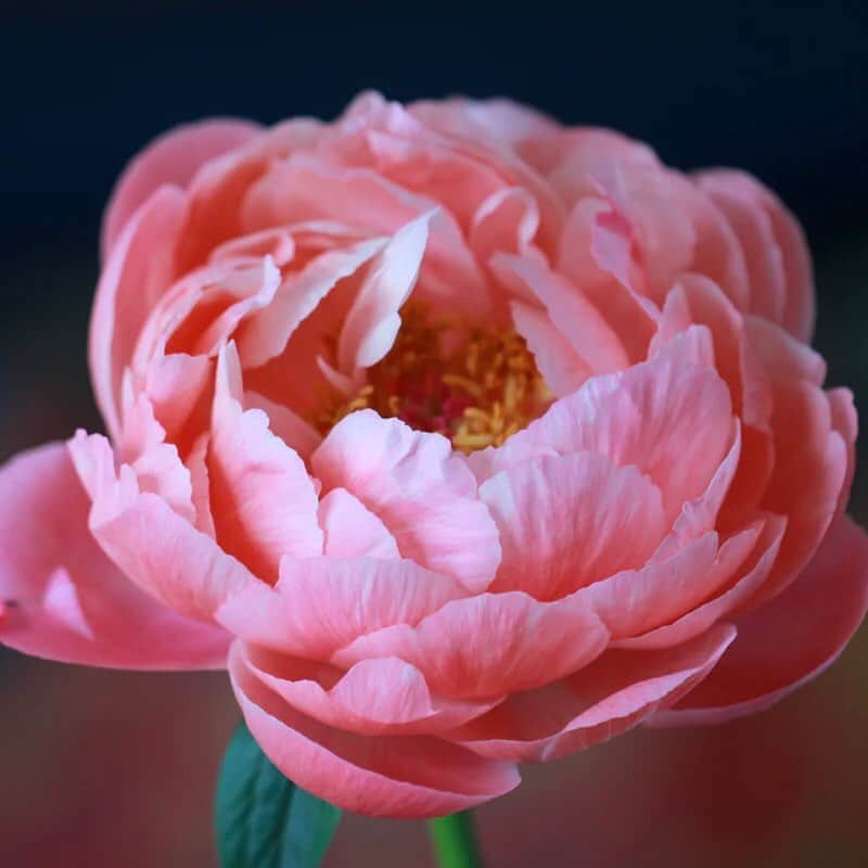 オリヴィア・パレルモのインスタグラム：「My favorite flower, the peony, is often a symbol of peace. Sadly, what is supposed to be a celebratory and peaceful time for many in the Asian-American community is being overshadowed by hate and prejudice. I stand by my Asian-American friends and followers against the racist rhetoric and horrendous actions that have and continue to take place. I see you, I hear you, and I stand with you. Please swipe to learn more. #stopasianhate⁣ ⁣ 📷: @celebrantsandymillar  🖼: @haveanicedayy_」