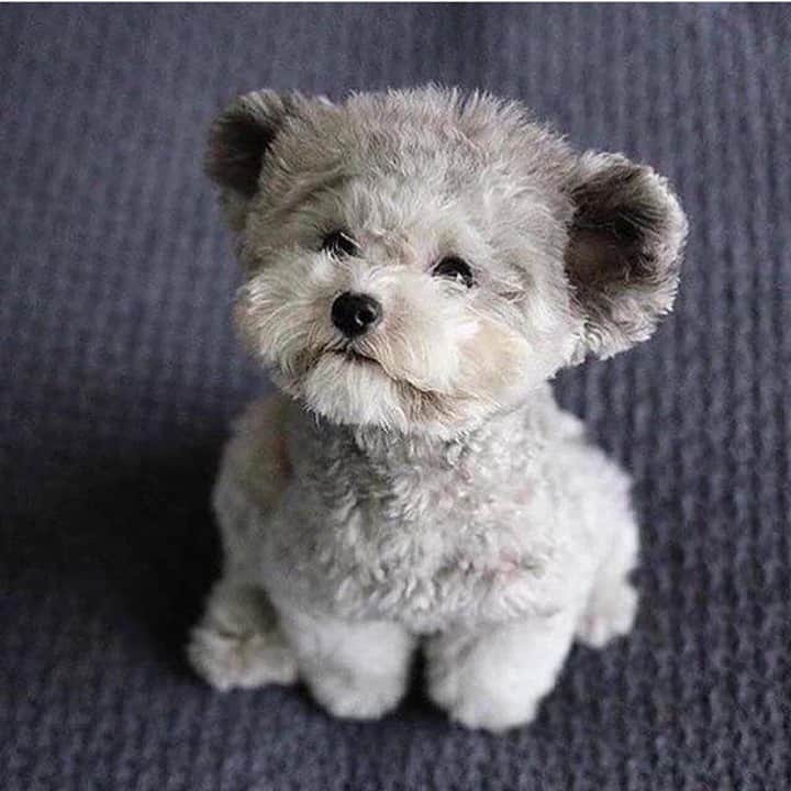 Baby Animalsのインスタグラム：「Is this a teddy or a puppy?? Either way, I want! 😍」