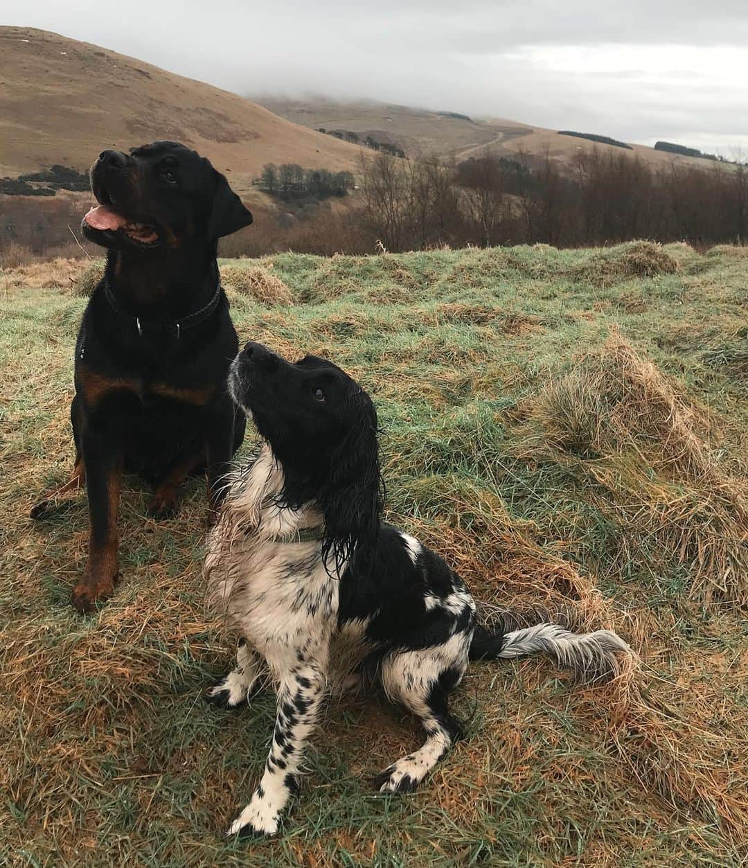 エイリー・チャイルドのインスタグラム：「Nice wee birthday walk this morning with @ionadouglas3 🥰The dogs casually posing for a treat and managing to find the very last bit of snow to roll around in ❄️」