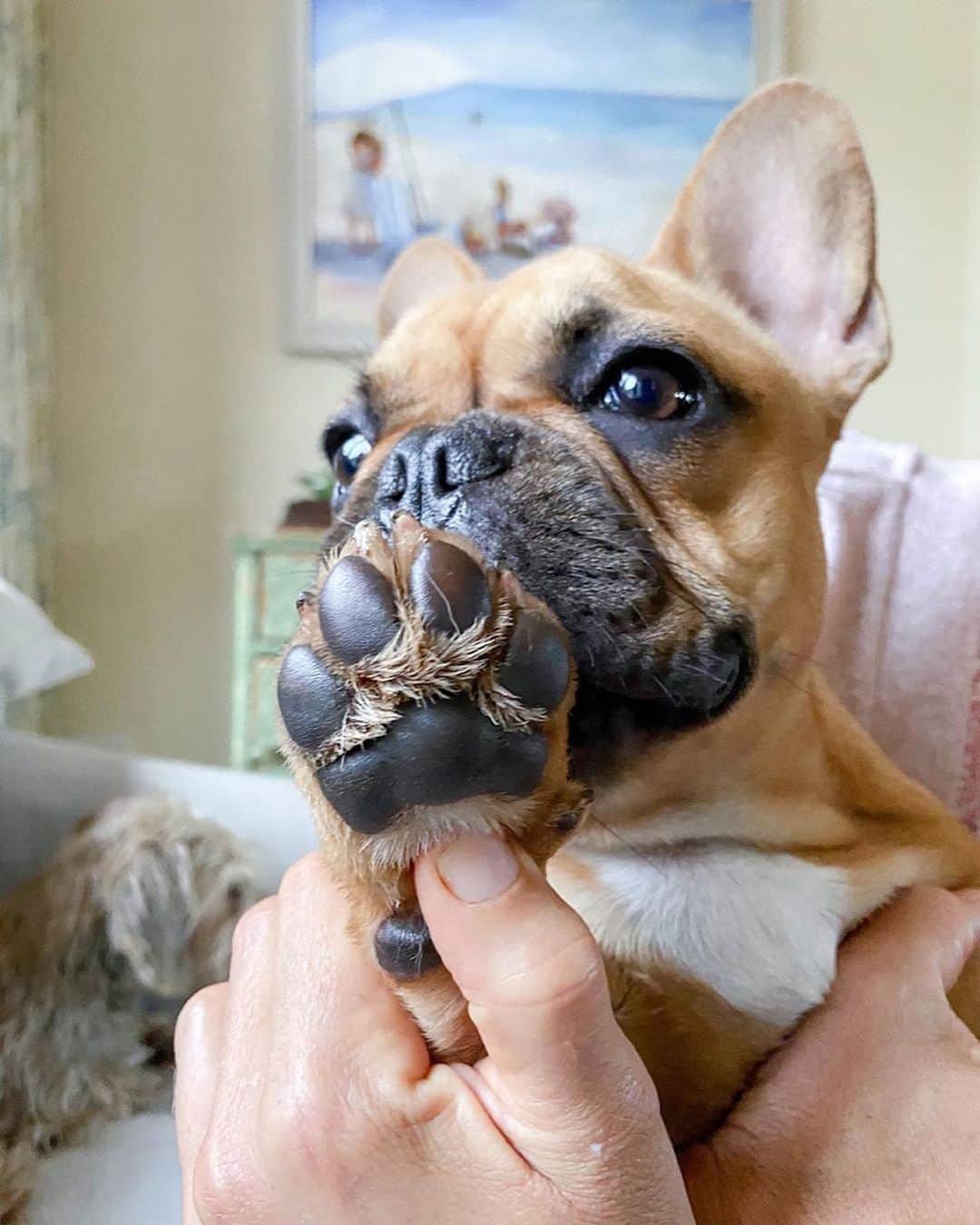 Regeneratti&Oliveira Kennelさんのインスタグラム写真 - (Regeneratti&Oliveira KennelInstagram)「It’s RUFF out there. Dog paws can become overly dry and chapped from walking on harsh surfaces – causing them to split and crack. Protect pads by applying #PawTection before heading outdoors – especially during inclement weather, long walks/hikes, etc. Soothe & heal existing damage by applying #julianameirelles just before bed. Your dog will have the healthiest paws in no time! .  ⭐ SAVE 20% off @naturaldogcompany with code JMARCOZ at NaturalDog.com ▪️ worldwide shipping ▪️ ad 📷: @kingstonfrenchie | @_lola_french_ . . . . . . . #frenchiepetsupply #frenchiesofinsta #pugsofinsta #frenchbulldog #frenchiesofinstagram #pug #frenchies #reversibleharness #frenchiehoodie #thedodo #frenchieharness #dogclothes #dogharness #frenchiegram #dogsbeingbasic #frenchieoftheday #instafrenchie #bulldogs #dogstagram #frenchievideo #cutepetclub #bestwoof #frenchies1 #ruffpost #bostonterrier #bostonsofig #animalonearth #dog」2月21日 2時42分 - jmarcoz