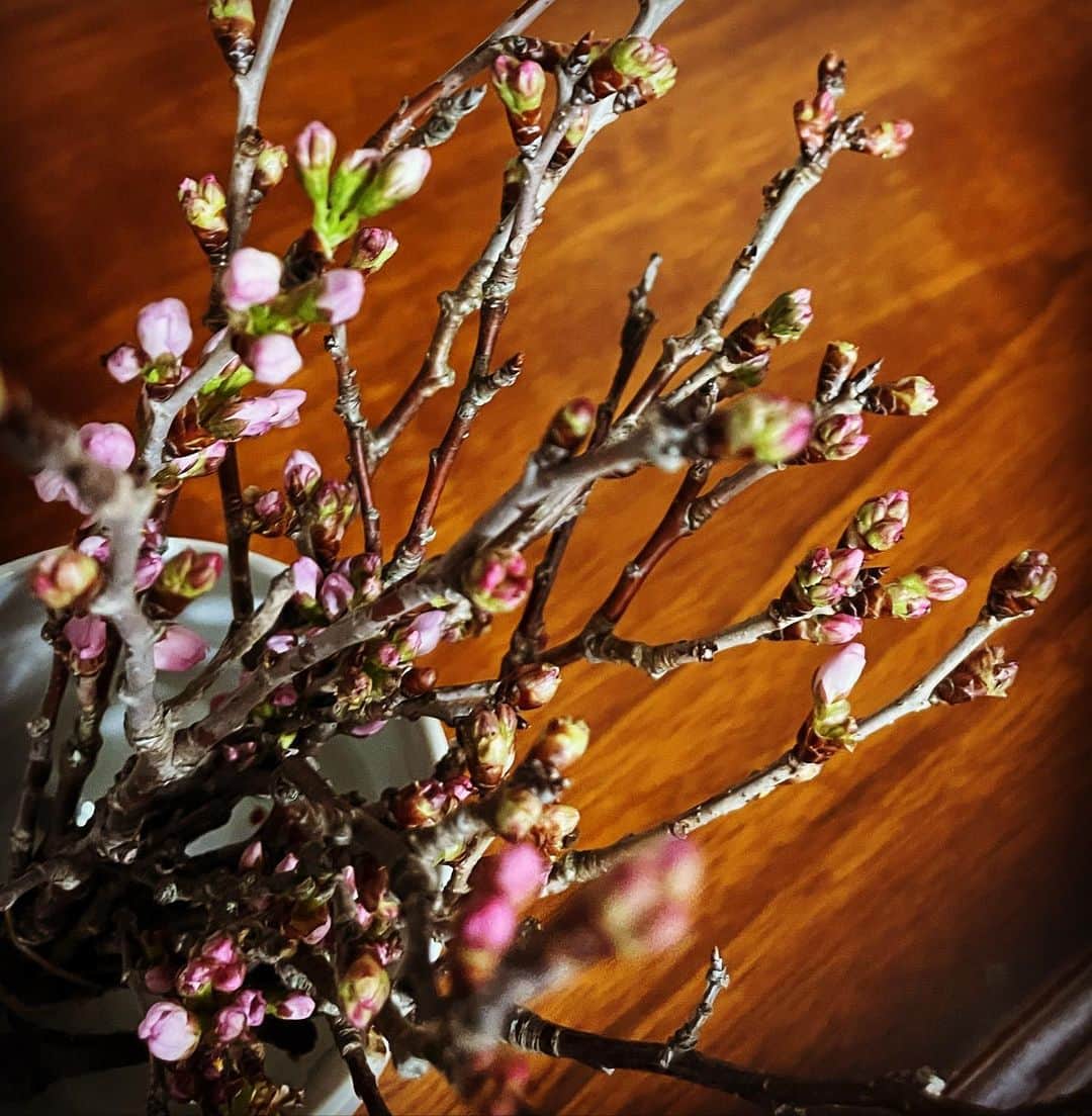 前田真里さんのインスタグラム写真 - (前田真里Instagram)「春一番がふいて〜、あたたかくなって〜リビングの花が満開になるのはいつかな♩ #花してる #flowers #芽吹き」2月21日 2時55分 - maedamari