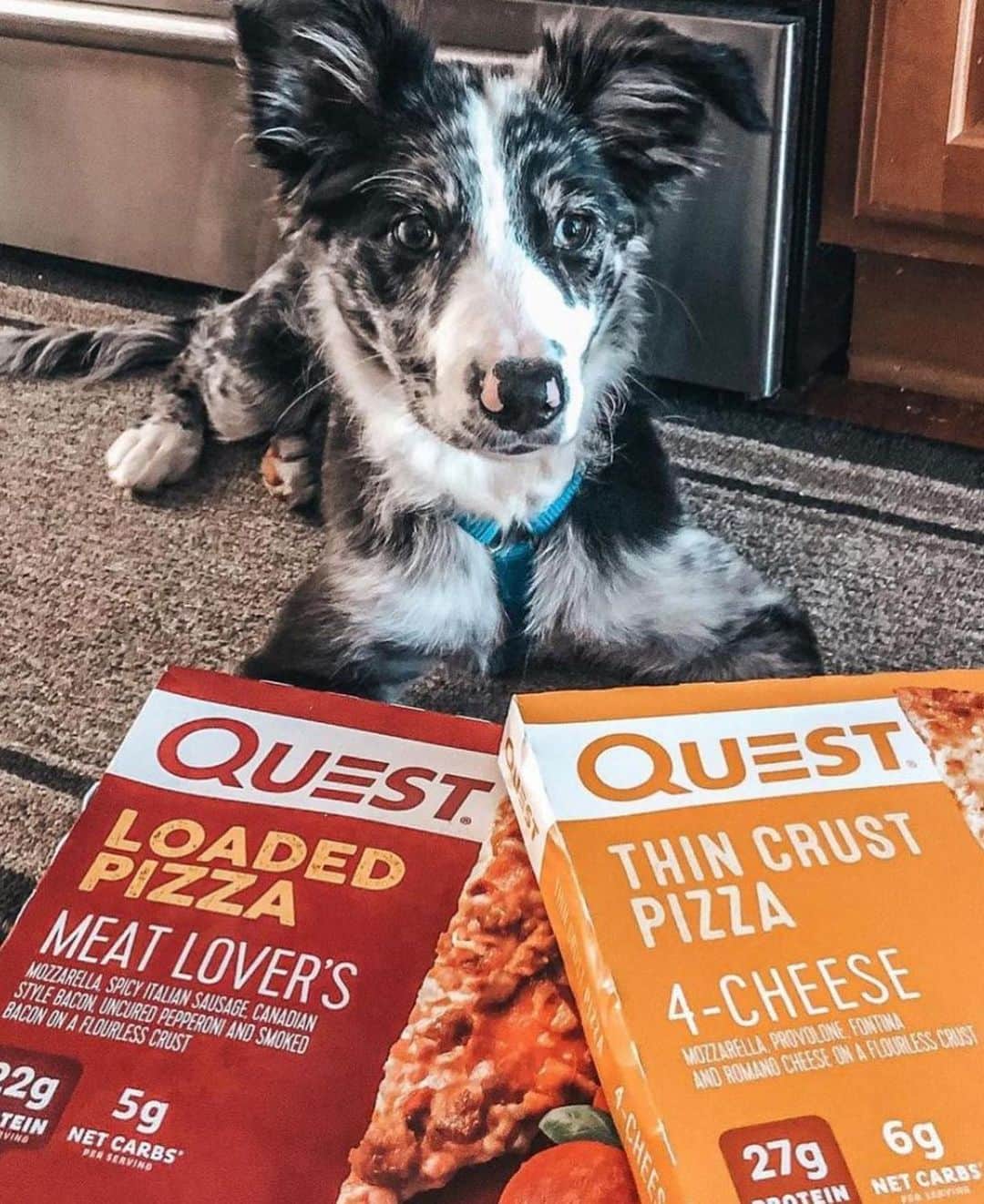 questnutritionさんのインスタグラム写真 - (questnutritionInstagram)「Love is having a pet by your side.  Happy #NationalLoveYourPetDay! 💙☺️」2月21日 2時58分 - questnutrition