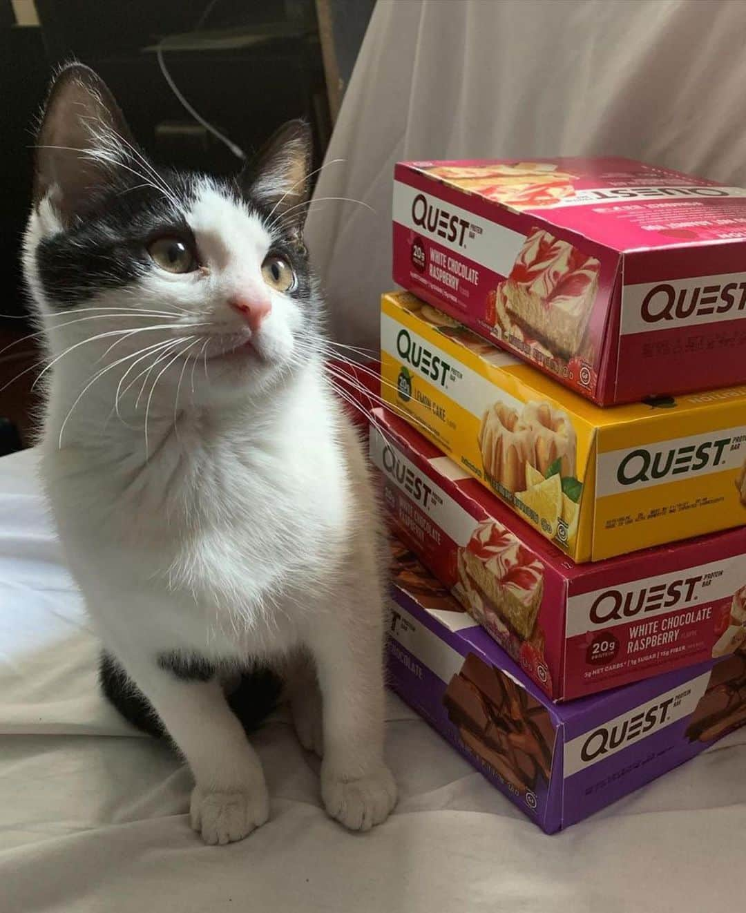 questnutritionさんのインスタグラム写真 - (questnutritionInstagram)「Love is having a pet by your side.  Happy #NationalLoveYourPetDay! 💙☺️」2月21日 2時58分 - questnutrition