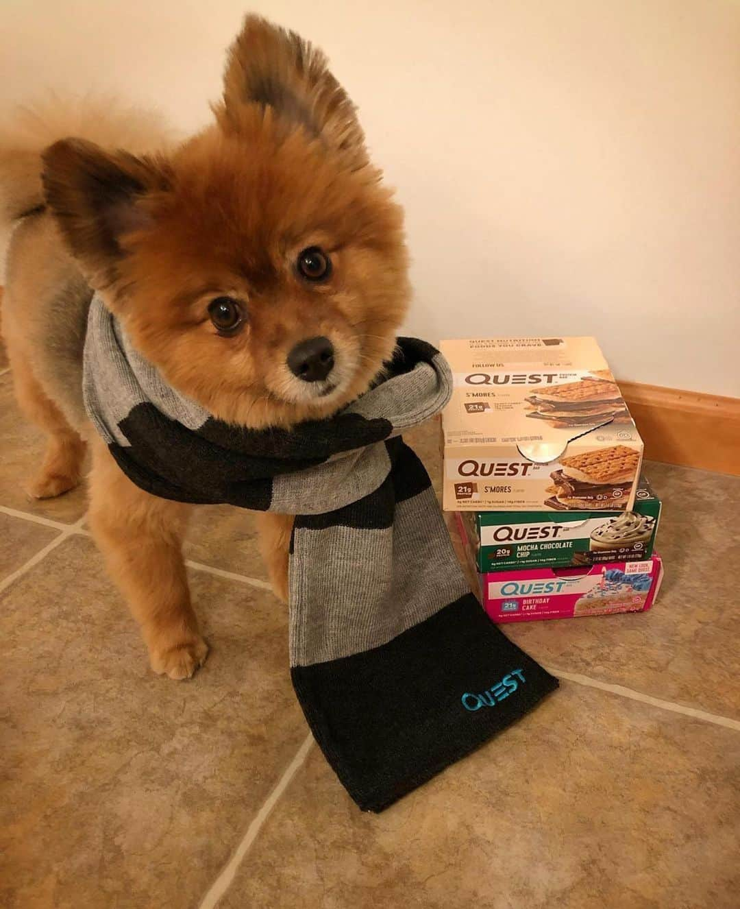 questnutritionさんのインスタグラム写真 - (questnutritionInstagram)「Love is having a pet by your side.  Happy #NationalLoveYourPetDay! 💙☺️」2月21日 2時58分 - questnutrition