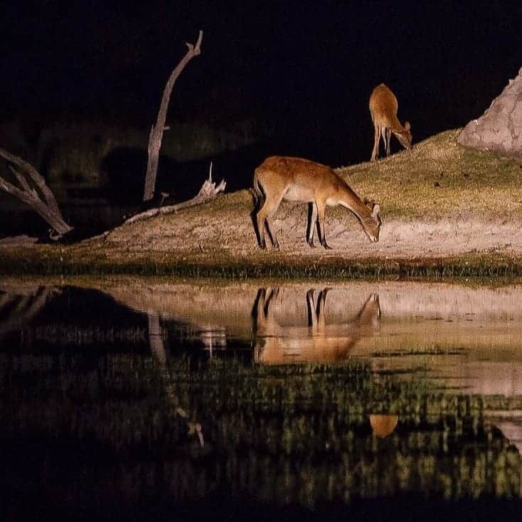 Cory Richardsさんのインスタグラム写真 - (Cory RichardsInstagram)「Termite mound life raft, Moremi Game Reserve, Botswana. Shot #onassignment for @natgeo with @intotheokavango @markstonephoto」2月21日 3時00分 - coryrichards