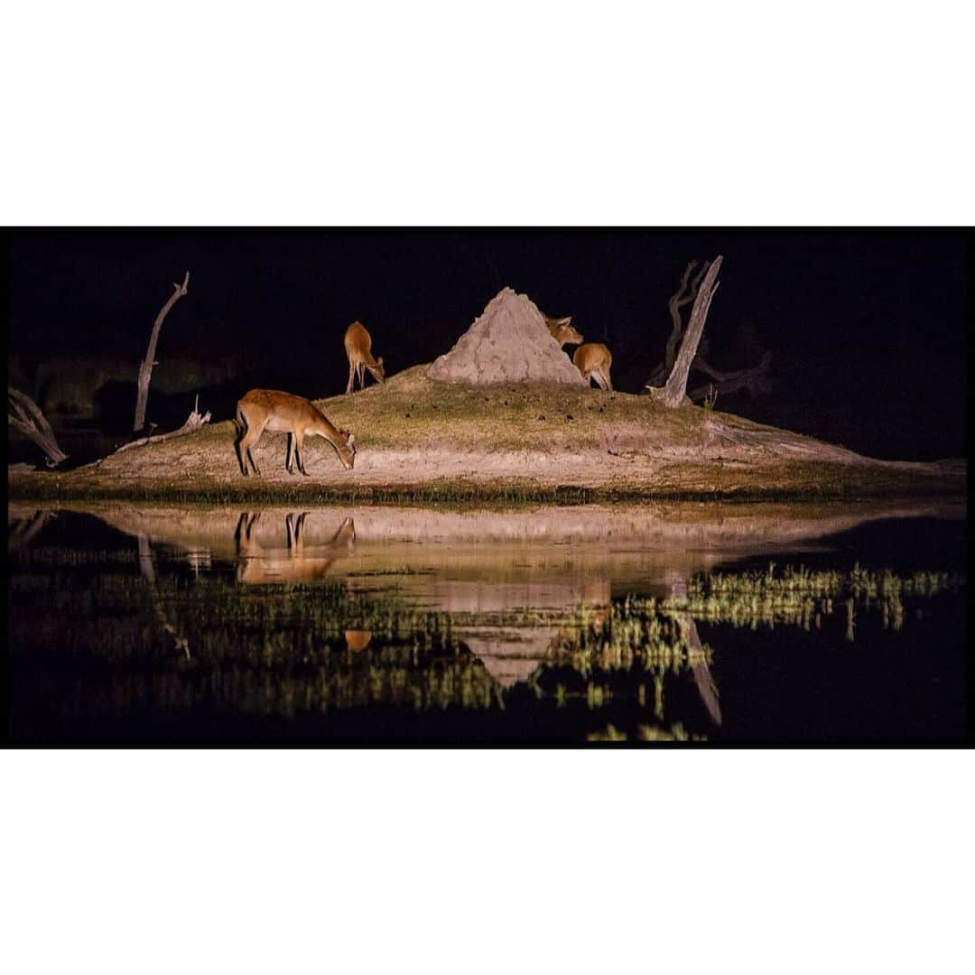 Cory Richardsさんのインスタグラム写真 - (Cory RichardsInstagram)「Termite mound life raft, Moremi Game Reserve, Botswana. Shot #onassignment for @natgeo with @intotheokavango @markstonephoto」2月21日 3時00分 - coryrichards