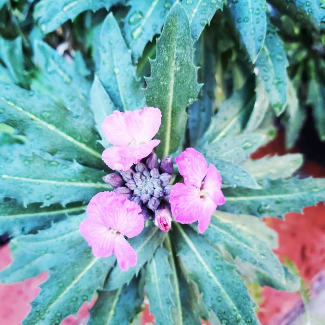 ガソリングラマーさんのインスタグラム写真 - (ガソリングラマーInstagram)「NEW FLOWER BLOOMS #GASOLINEGARDEN #ILOVEGARDENS #GARDENSRULE #GARDENCHURCH #GARDENPARTY #GARDENMAGIC #AVANTGARDEN #GARDENS #GARDENGANGSTER #GARDEN #GRADENLIFE #GARDENER #GARDENTIME  #GARDENING #VEGETABLEGARDEN #FLOWERS #SUCCULENTS  #PLANTS  #CACTUS #AYEARINFLOWERS  #shadowhills  #THANKYOU  @gasolineglamour  #GASOLINEGLAMOUR #PLANTSOMESHIT  #GROWSOMESHIT」2月21日 3時50分 - gasolineglamour