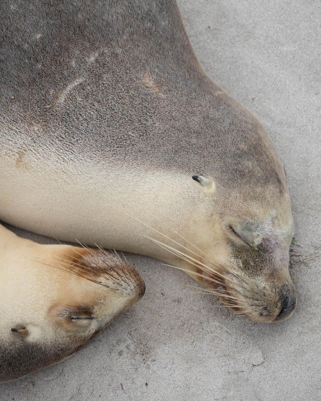 Australiaさんのインスタグラム写真 - (AustraliaInstagram)「What could be better than a sleepy sea lion snuggle? 🤗 @liam.pixels caught these two cuties taking a nap on the sand at #SealBayConservationPark on @authentickangarooisland. Australian sea lions are unique to @southaustralia and @westernaustralia, and @sealbay is the only place in the world where you can not only get up close and personal with these gentle creatures but also take an educational conservation tour whilst walking amongst them. A seriously amazing wildlife experience 🙌. #seeaustralia #SeeSouthAustralia #authenticKI #holidayherethisyear」2月21日 4時00分 - australia