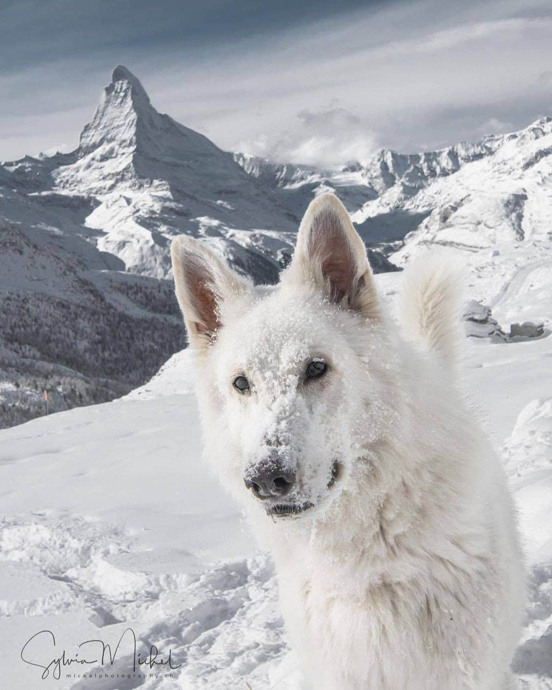 8crapさんのインスタグラム写真 - (8crapInstagram)「Good boi’s winter fun - 📷 @rastawhiteshepherd @michelphotographych - #barked #dog #doggo #WhiteShepherd」2月21日 4時00分 - barked