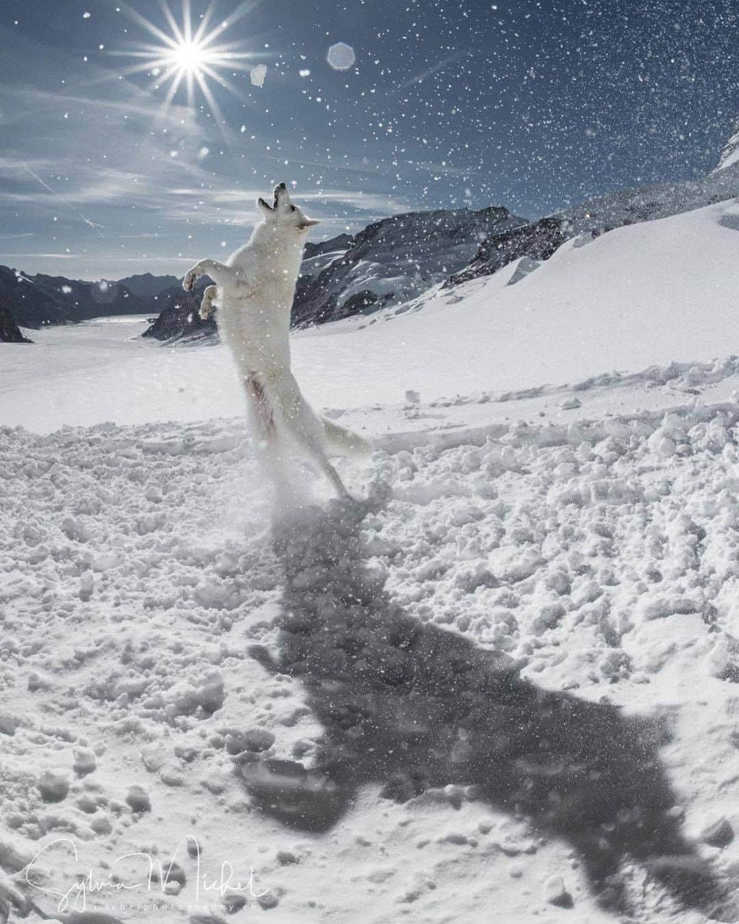 8crapさんのインスタグラム写真 - (8crapInstagram)「Good boi’s winter fun - 📷 @rastawhiteshepherd @michelphotographych - #barked #dog #doggo #WhiteShepherd」2月21日 4時00分 - barked