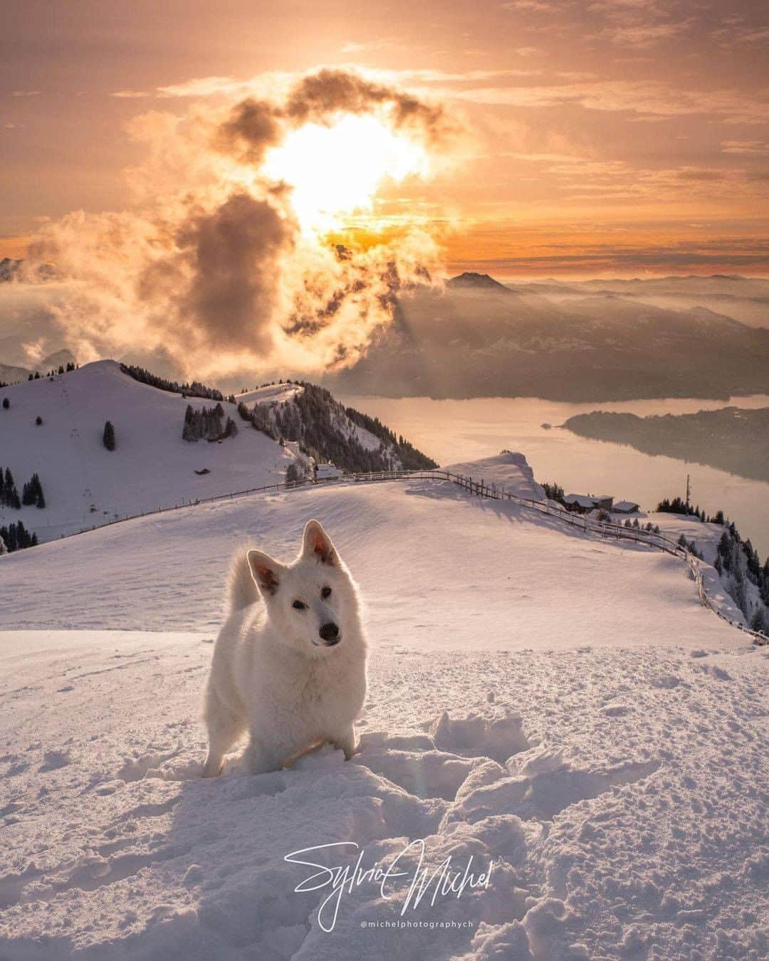 8crapさんのインスタグラム写真 - (8crapInstagram)「Good boi’s winter fun - 📷 @rastawhiteshepherd @michelphotographych - #barked #dog #doggo #WhiteShepherd」2月21日 4時00分 - barked