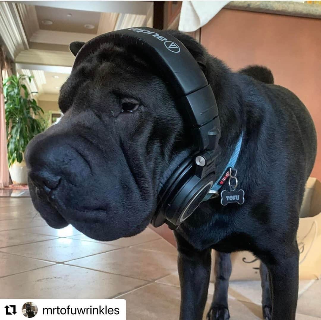 Audio-Technica USAのインスタグラム：「As if every day isn’t #NationalLoveYourPet Day! We’re giving an extra special shoutout to all of the furry Audio-Technica fans who have a great taste in music, like @mrtofuwrinkles. Share your best pet pictures and tag us!⁠ .⁠ .⁠ .⁠ #AudioTechnica #LoveYourPetDay #PetLovers #Pet #ATHM50x #M50x #Headphones #Audio #Music ⁠」