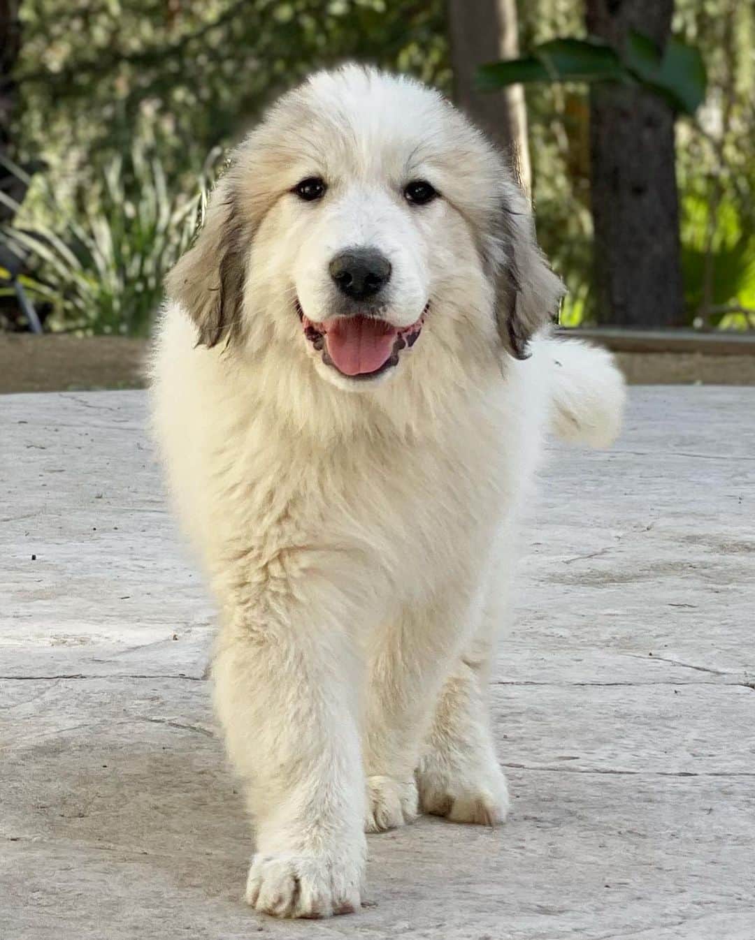 トリ・スペリングさんのインスタグラム写真 - (トリ・スペリングInstagram)「Introducing Frankie Dawn ❤️... - Meet the newest member of our family. She’s a 10 week old Great Pyrenees. A sweet mountain dog that’s the guardian of the livestock. She’s such a lover. Beau’s  best friend. Follow Frankie’s journey at @missfrankiethegreat  - #greatpyrenees #greatpyreneesofinstagram」2月21日 4時23分 - torispelling