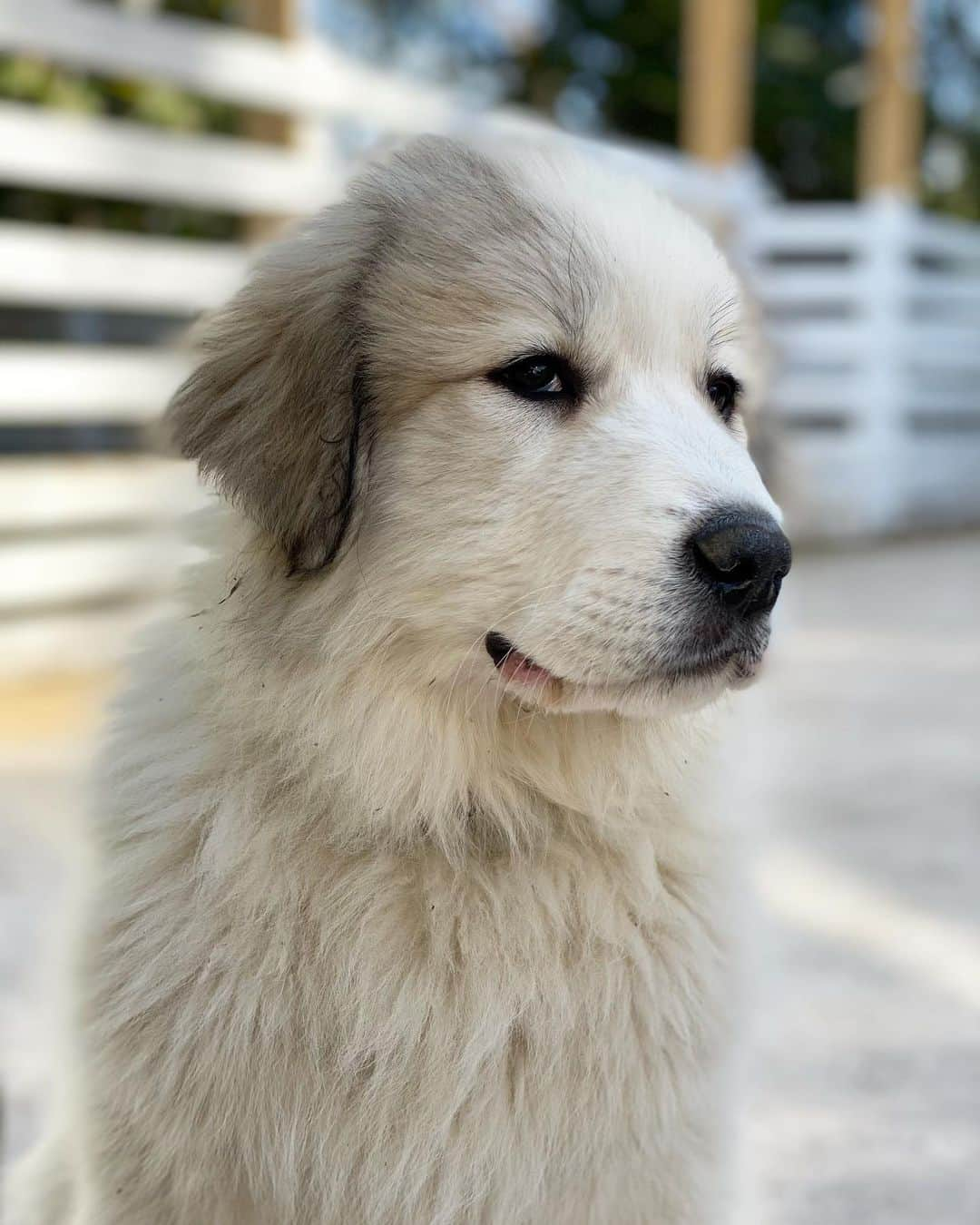 トリ・スペリングのインスタグラム：「Introducing Frankie Dawn ❤️... - Meet the newest member of our family. She’s a 10 week old Great Pyrenees. A sweet mountain dog that’s the guardian of the livestock. She’s such a lover. Beau’s  best friend. Follow Frankie’s journey at @missfrankiethegreat  - #greatpyrenees #greatpyreneesofinstagram」