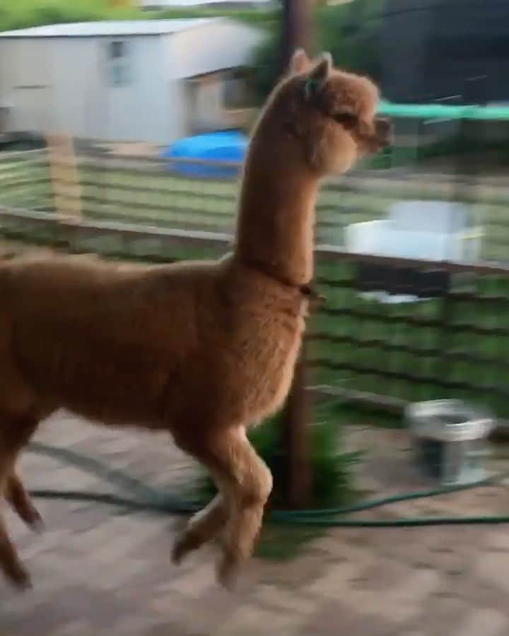 animalsのインスタグラム：「Quick game of tag in the backyard 🦙 Share this with someone who needs a laugh 🤎 Video by: @chew_paca」