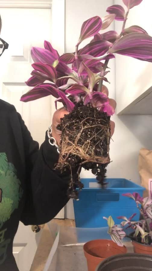 のインスタグラム：「Here is a short video with a few tips for repotting. It’s much easier than you think, and those roots are tougher than they look. When you first bring the plant home, there’s no need to repot immediately if you’d like to leave it in the nursery pot. I like to wait until I literally see roots coming from below, or the plant up top is so heavy it’s starting to tilt the pot over.」