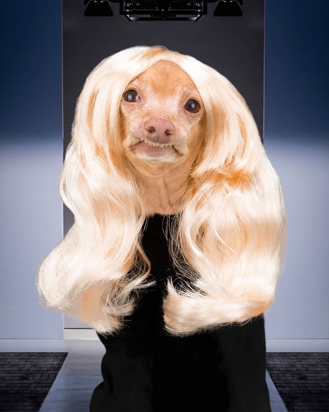 Tuna {breed:chiweenie} のインスタグラム：「And as we say every season, #NYFW21 is out just as fast as it was in! #ad This tastemaker loved all your furry fashionistas' styles so much, he's sad it's almost time to stop looking at these creative looks. So before Pets Fashion Week wraps up, speed-strut and show them your pet's best outﬁts by tagging @amazonpets for a chance to be featured!」