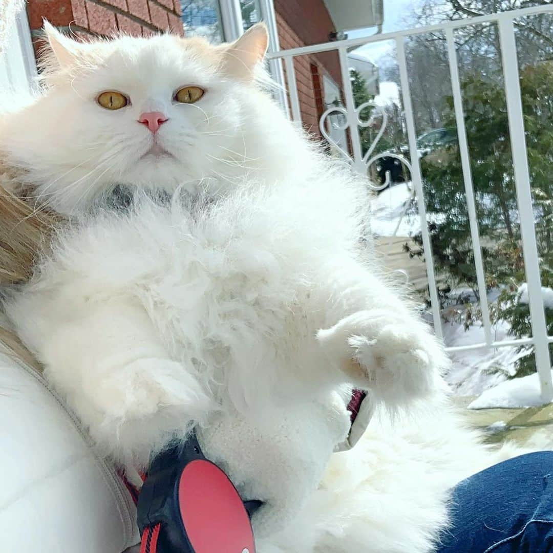 ソフィーさんのインスタグラム写真 - (ソフィーInstagram)「When your street cred is ruined sitting on your moms lap outside」2月21日 5時09分 - sophielovestuna