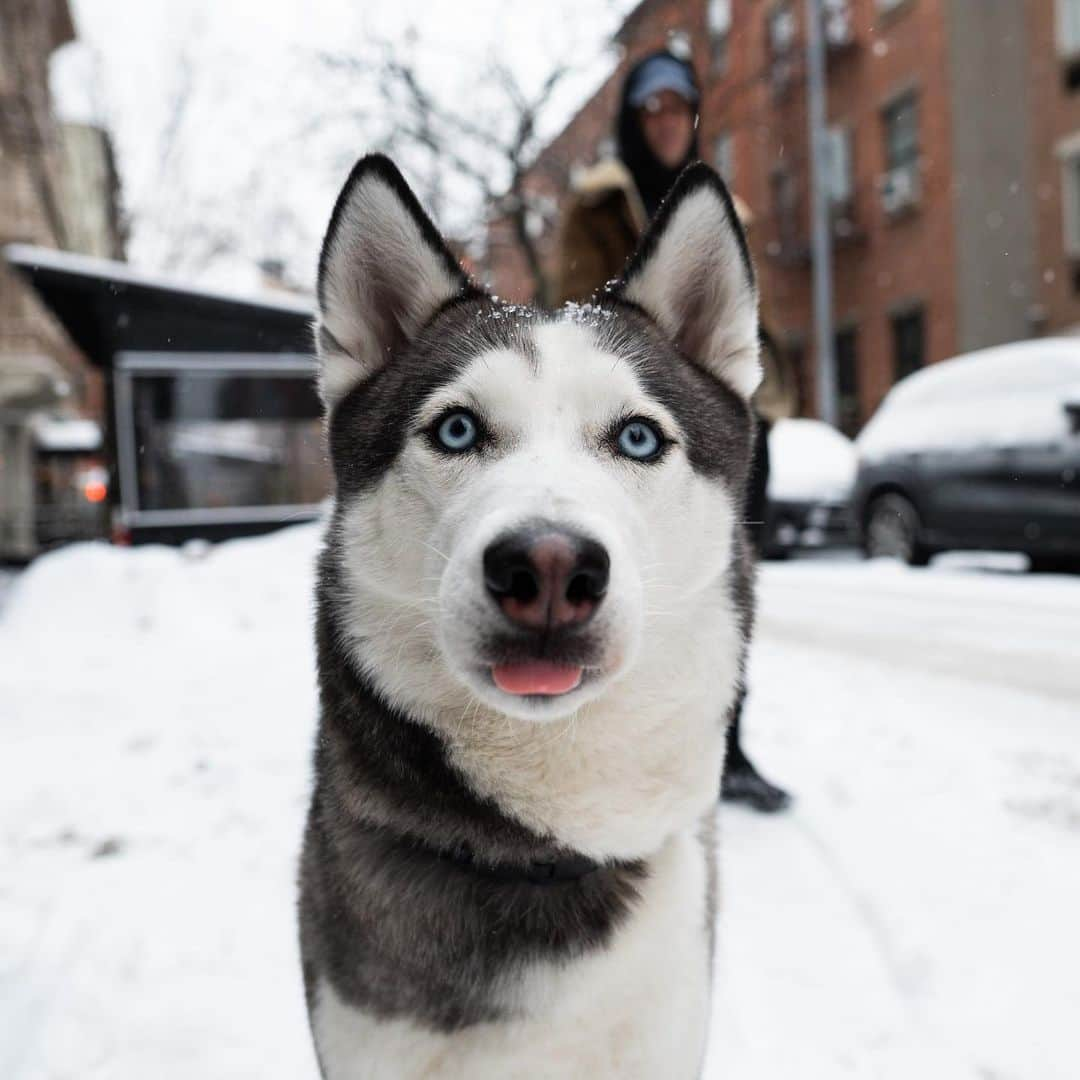 The Dogistさんのインスタグラム写真 - (The DogistInstagram)「Kira, Siberian Husky (2 y/o), Prince & Sullivan St., New York, NY • “She eats my books and she’s jealous of my girlfriend. If we’re sitting down together she puts herself in between us.”」2月21日 5時17分 - thedogist