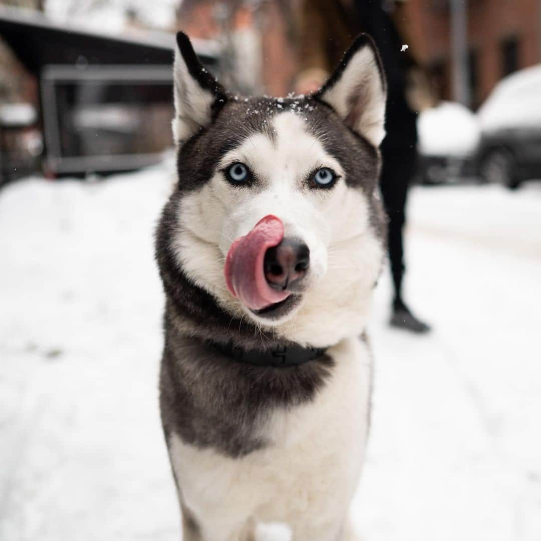 The Dogistさんのインスタグラム写真 - (The DogistInstagram)「Kira, Siberian Husky (2 y/o), Prince & Sullivan St., New York, NY • “She eats my books and she’s jealous of my girlfriend. If we’re sitting down together she puts herself in between us.”」2月21日 5時17分 - thedogist