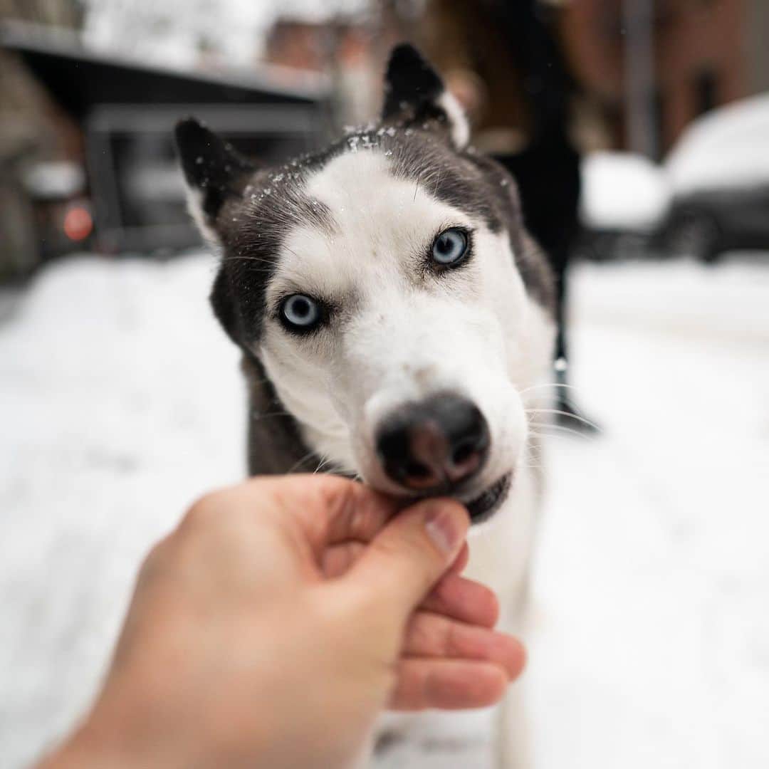 The Dogistさんのインスタグラム写真 - (The DogistInstagram)「Kira, Siberian Husky (2 y/o), Prince & Sullivan St., New York, NY • “She eats my books and she’s jealous of my girlfriend. If we’re sitting down together she puts herself in between us.”」2月21日 5時17分 - thedogist