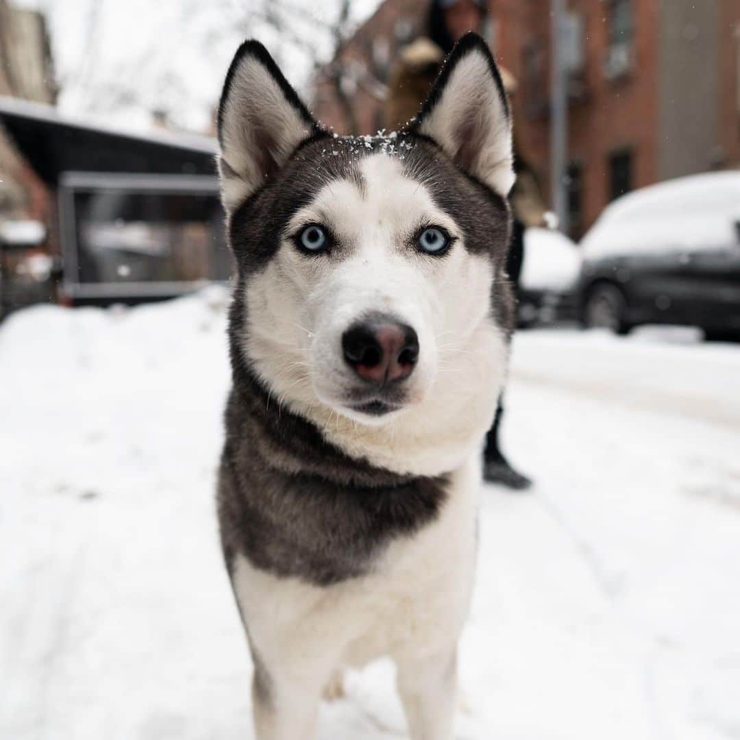 The Dogistさんのインスタグラム写真 - (The DogistInstagram)「Kira, Siberian Husky (2 y/o), Prince & Sullivan St., New York, NY • “She eats my books and she’s jealous of my girlfriend. If we’re sitting down together she puts herself in between us.”」2月21日 5時17分 - thedogist