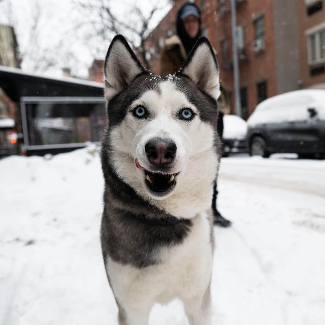 The Dogistさんのインスタグラム写真 - (The DogistInstagram)「Kira, Siberian Husky (2 y/o), Prince & Sullivan St., New York, NY • “She eats my books and she’s jealous of my girlfriend. If we’re sitting down together she puts herself in between us.”」2月21日 5時17分 - thedogist