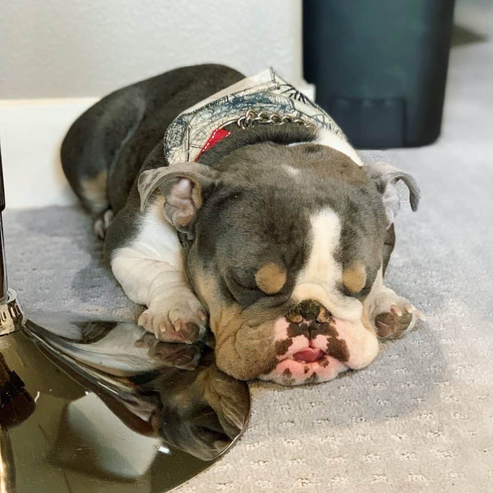 のインスタグラム：「The main perk of working from home = puppy snuggles 🐶 . . . . . . #wfh #weekend #work #life #positivevibes #bulldog #pawralegal #attorney #mom #keeping #her #on #task #dogsofinstagram #igers #instadaily #dog #cute #smile #bulldogsofinstagram」