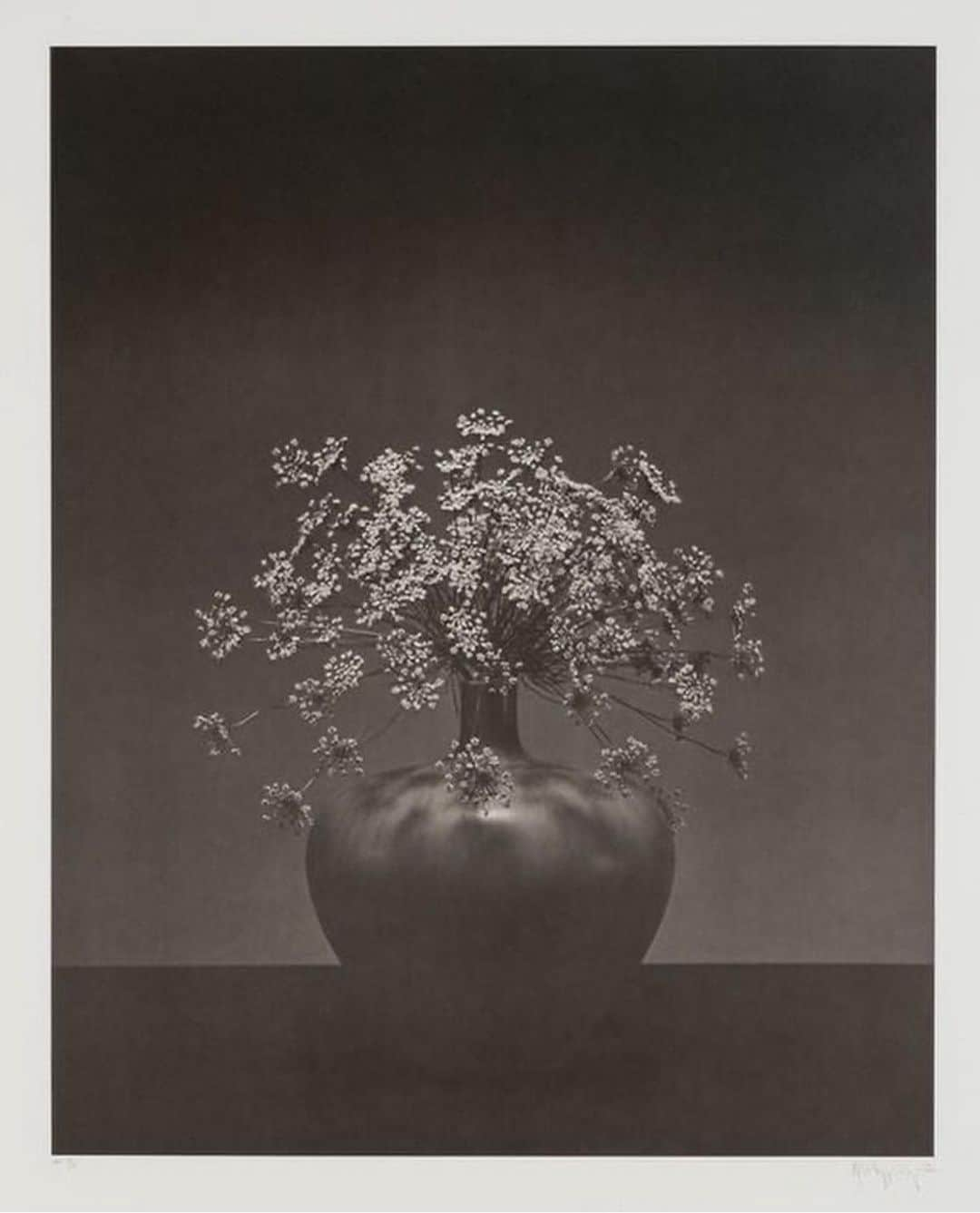 エレオノーラ・カリシさんのインスタグラム写真 - (エレオノーラ・カリシInstagram)「Robert Mapplethorpe - Flowers」2月21日 5時56分 - eleonoracarisi