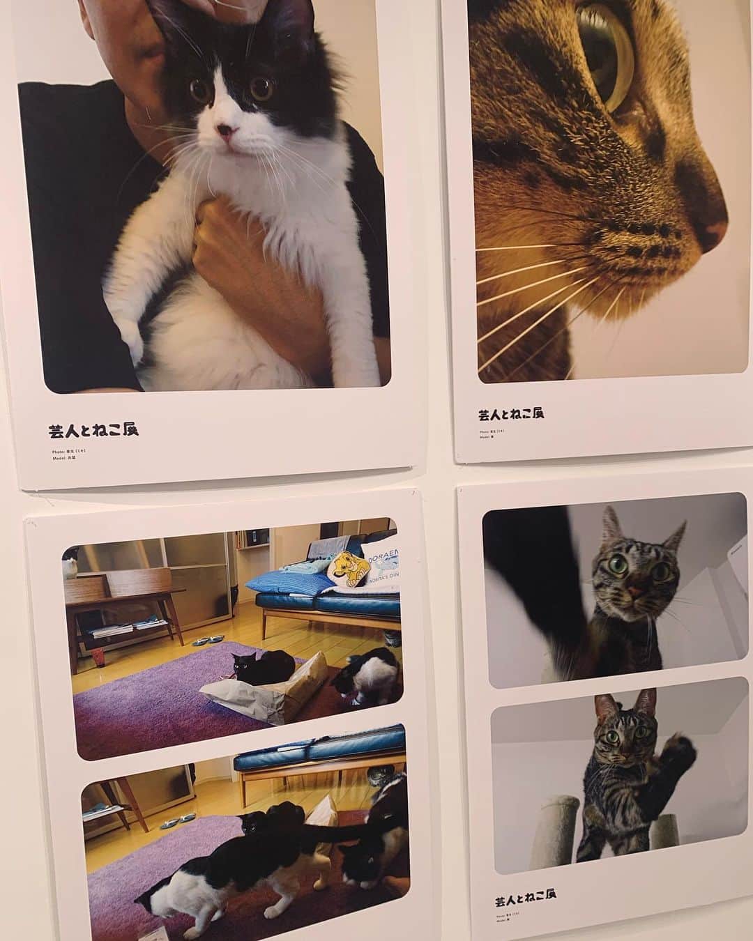 亜生さんのインスタグラム写真 - (亜生Instagram)「「芸人とねこ展」 なんかここだけ可愛いで溢れかえってるやんと思ってフラッと入ったらうちの猫たちの写真置いてました #芸人とねこ展  #グッズも売ってます #助六 #銀次郎 #藤 #兆猛 #丹猛」2月21日 16時54分 - aseihurricane