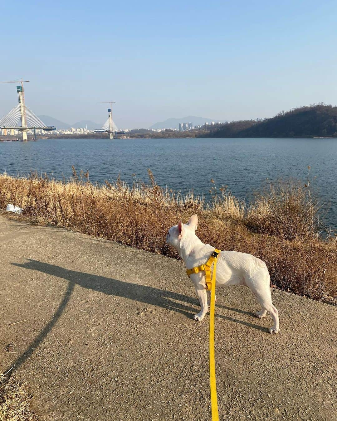 Hyemiさんのインスタグラム写真 - (HyemiInstagram)「날씨 좋을땐 산책이지💙 근데 바람부니 아직 춥네요🙄  #달려라뚜뚜 #산책 #한강」2月21日 16時52分 - hinzajoa