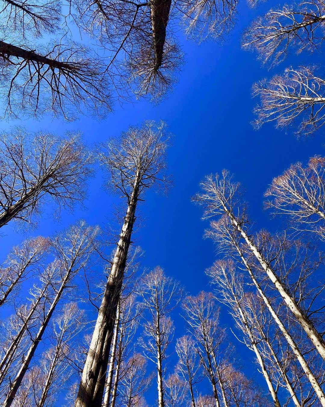 しなしさとこのインスタグラム：「. . 森林浴〜🌳 上を見上げると素敵 な世界が見えました✨ カラスの巣もみっけ👀 . .  #しなしさとこ #satokoshinashi #格闘技 #女子格闘技 #ジョシカク#黒シュナ #giantschnauzer #ジャイアントシュナウザー #シュナウザー #schnauzerworld #1歳犬 #シュナスタグラム #大型犬のいる生活 #大型犬のいる生活#しなしさくらお嬢#森林浴 #素敵な空間 #空#からす #烏 #カラス #カラスの巣」