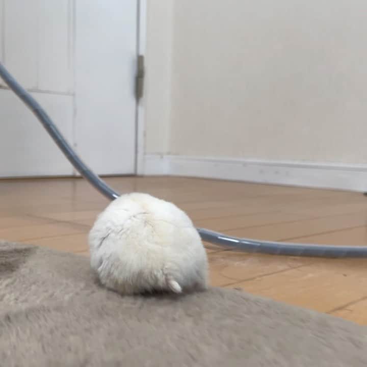 hamster_mocoのインスタグラム