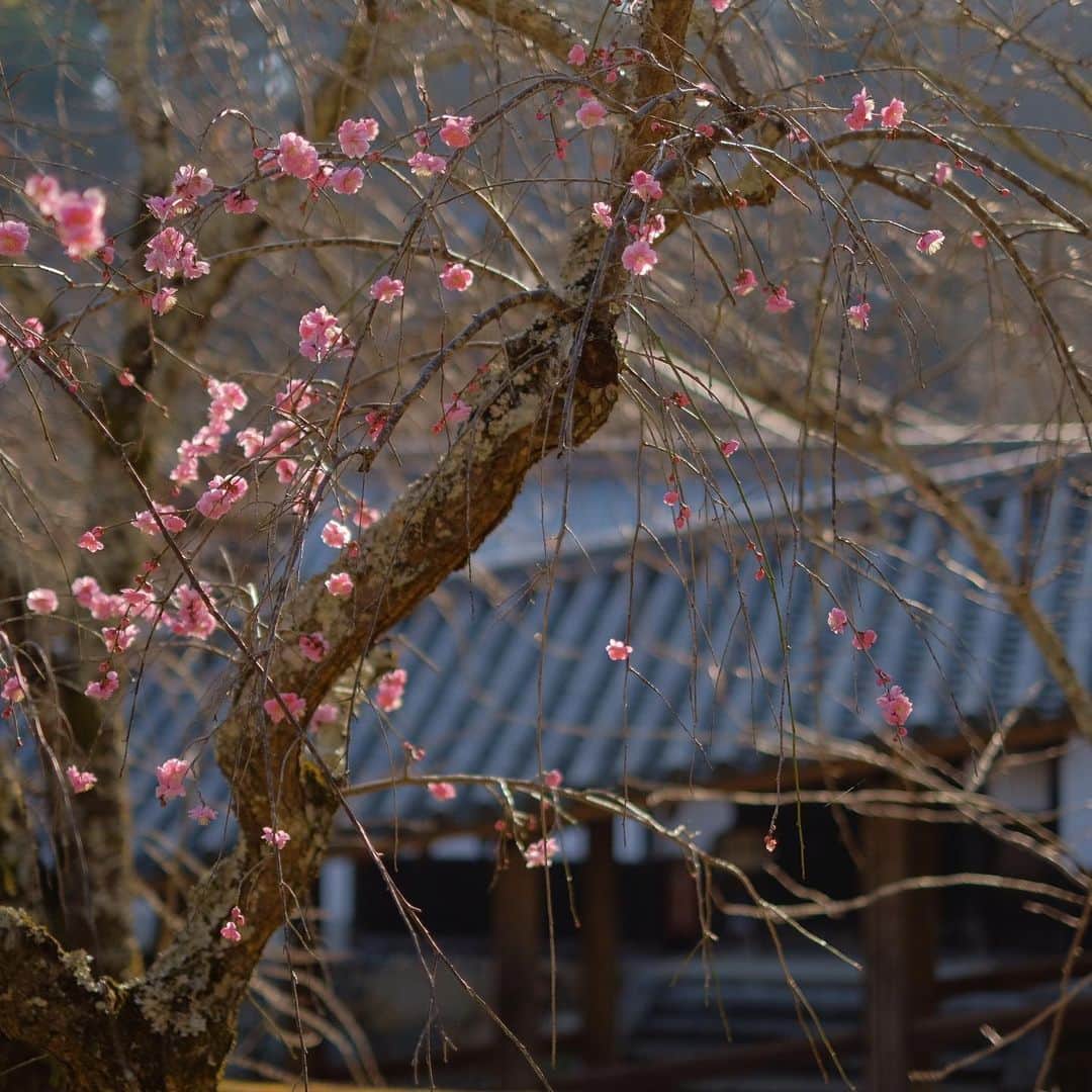 奈良 長谷寺 / nara hasederaのグルメインスタ
