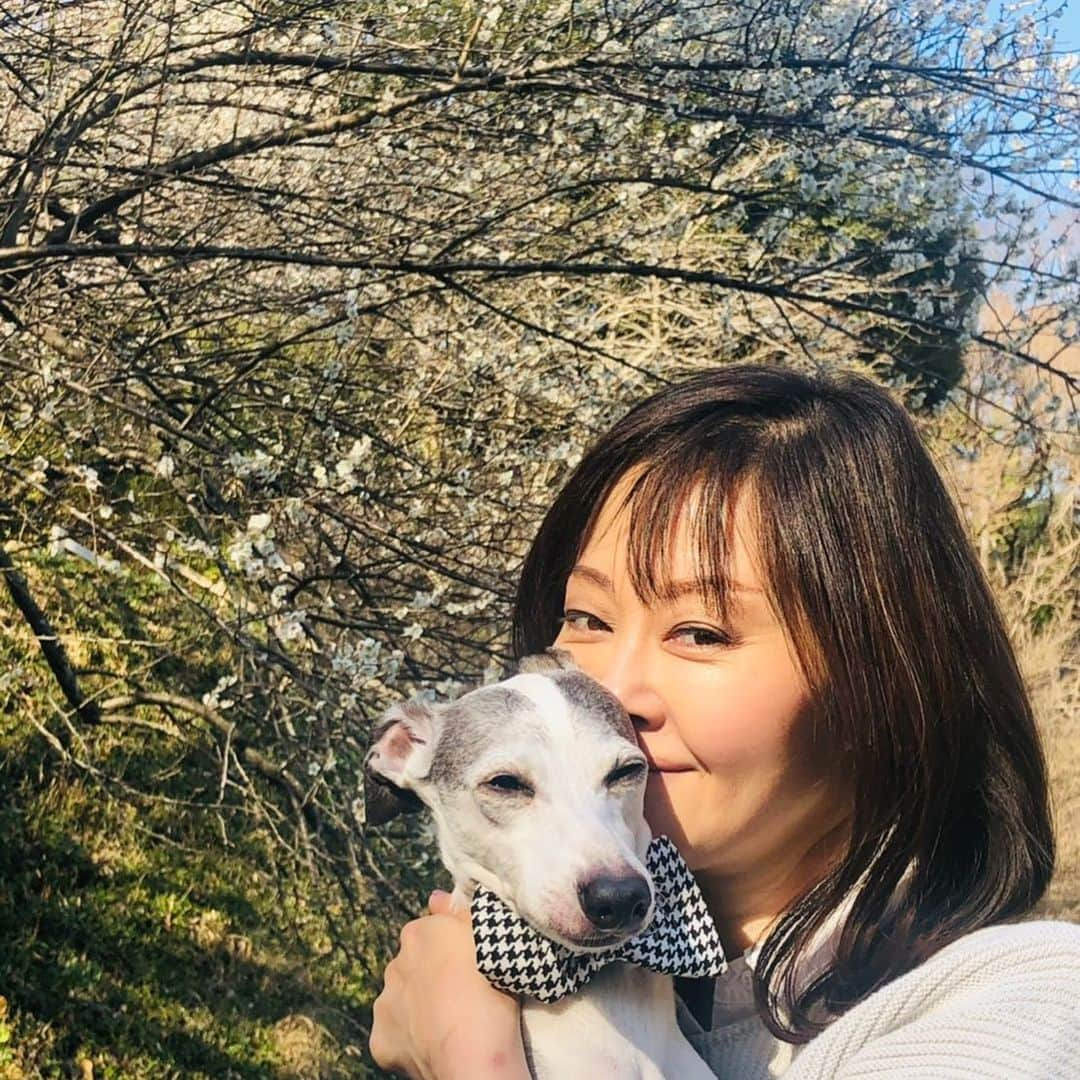 竹本アイラさんのインスタグラム写真 - (竹本アイラInstagram)「ディートと梅 春だね💓  #iggy #iggylife #iggylove #iggyazalea #iggysofinstagram #iggydog #iggyazelea #iggysofinstagram #iggysoftheworld   #italiangreyhound #italiangreyhoundofinstagram #italiangreyhoundsofinstagram  #イタグレ #イタグレとの暮らし #イタグレのいる暮らし #イタグレ大好き #イタグレとの生活」2月21日 15時40分 - aira.ar50