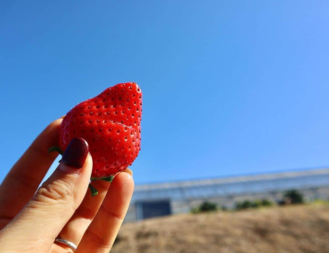 のインスタグラム：「🍓🍓🍓  ﻿ いちご狩り😋　﻿ ﻿ あっという間の30分間😳﻿ ﻿ ﻿ 娘はいちごが大好きなので、﻿ たくさん食べていました☺️﻿ ﻿ 感染対策もしっかりされていて﻿ 安心して利用できました⭐️﻿ ﻿ ﻿ 帰り際、楽しくなって踊って﻿ いました💃🏻﻿ ﻿ ﻿ ﻿ ﻿ ﻿ ﻿ #mylittlegirl﻿ #21monthsold﻿ #生後21ヶ月﻿ #1歳9ヶ月﻿ #べいびーすぅ﻿ #こどものいる生活﻿ #いちご狩り﻿ #🍓﻿ ﻿」