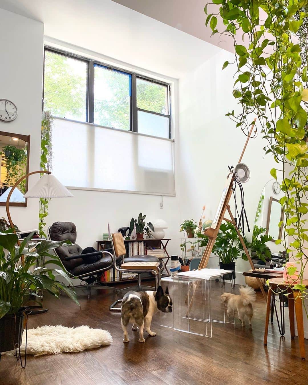 のインスタグラム：「Natural habitat. 🌪🌿🐕」