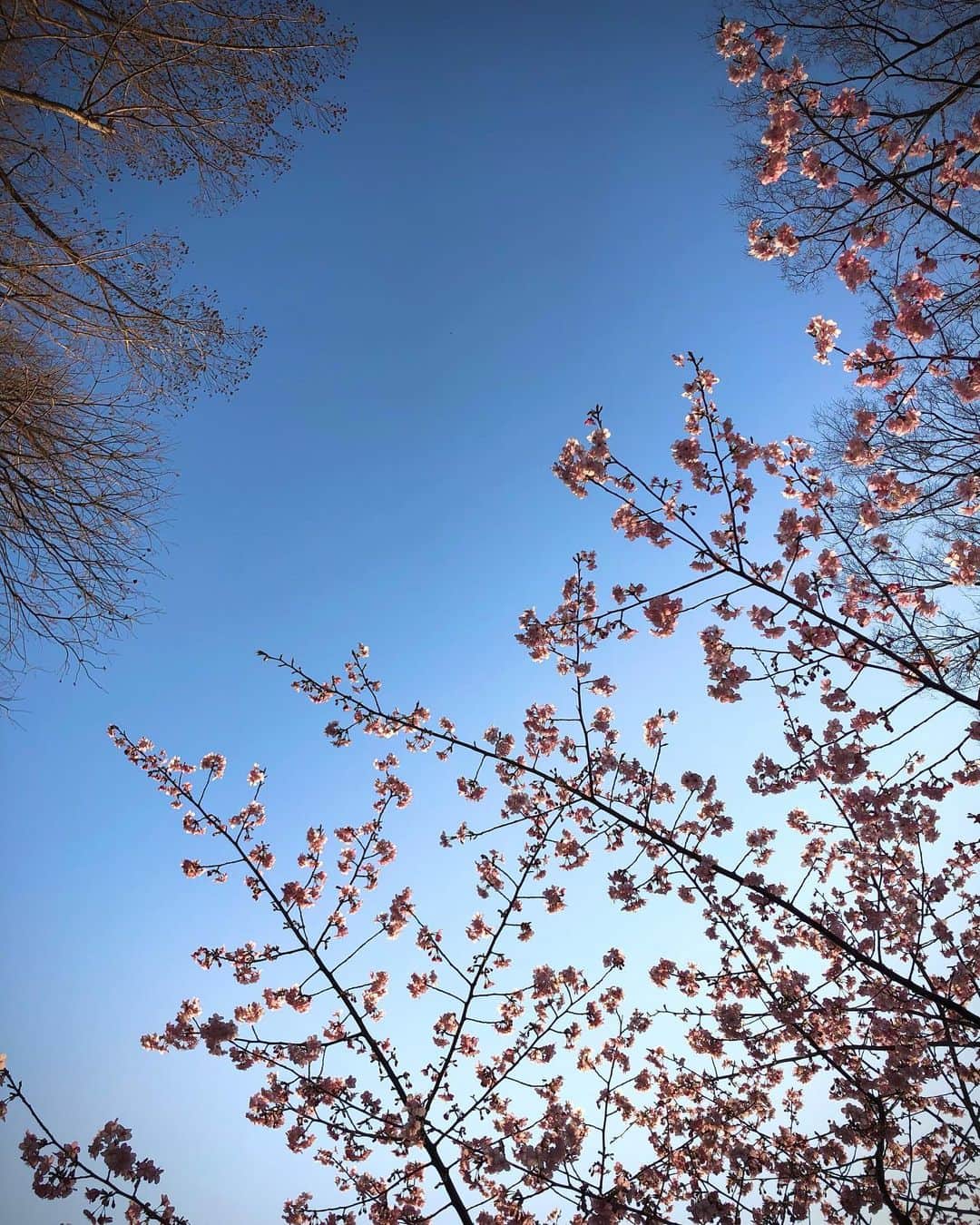若森さちこさんのインスタグラム写真 - (若森さちこInstagram)「Spring has come！」2月21日 16時26分 - pistachico