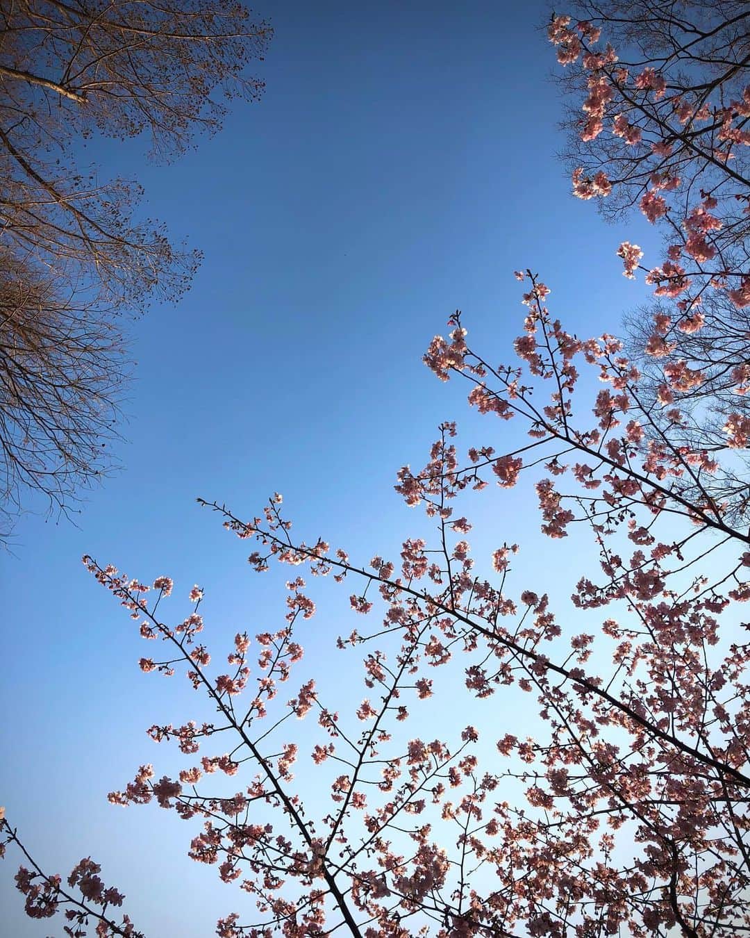 のインスタグラム：「Spring has come！」
