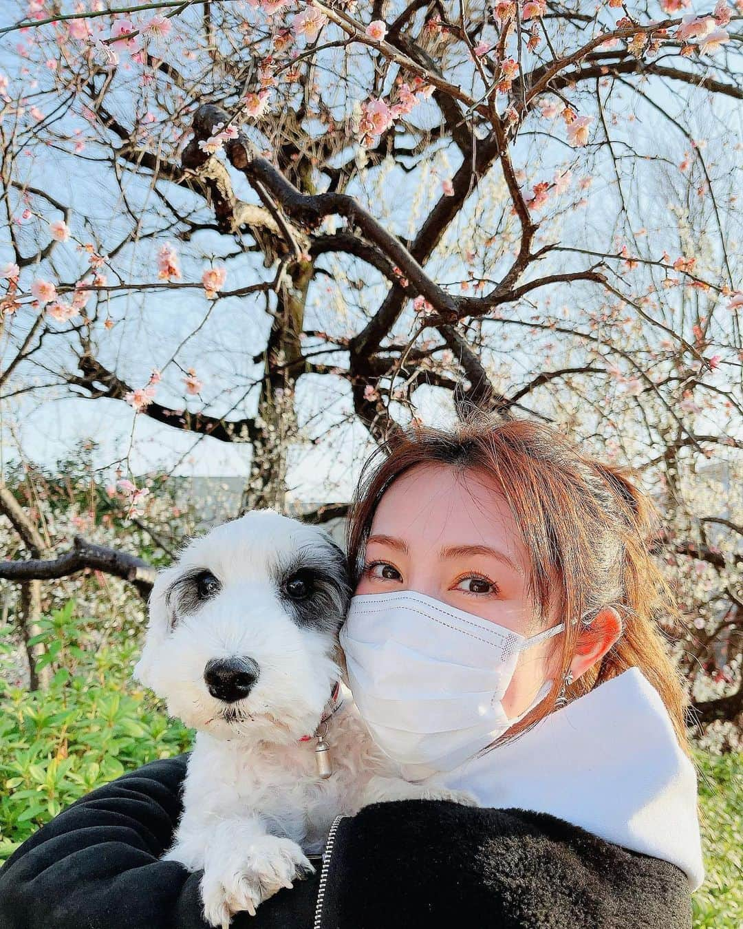 有村実樹さんのインスタグラム写真 - (有村実樹Instagram)「🌼﻿ 梅が綺麗✨﻿ ﻿ お天気も良くて散歩日和。﻿ 久しぶりに家族でリフレッシュできました👫🐶﻿ ﻿ ﻿ #家族 #夫婦 #家族の時間 #梅 #犬 #シーリハムテリア #イリス #犬のいる暮らし #繁殖引退犬 #sealyhamterrier #dogs」2月21日 16時37分 - arimura_miki