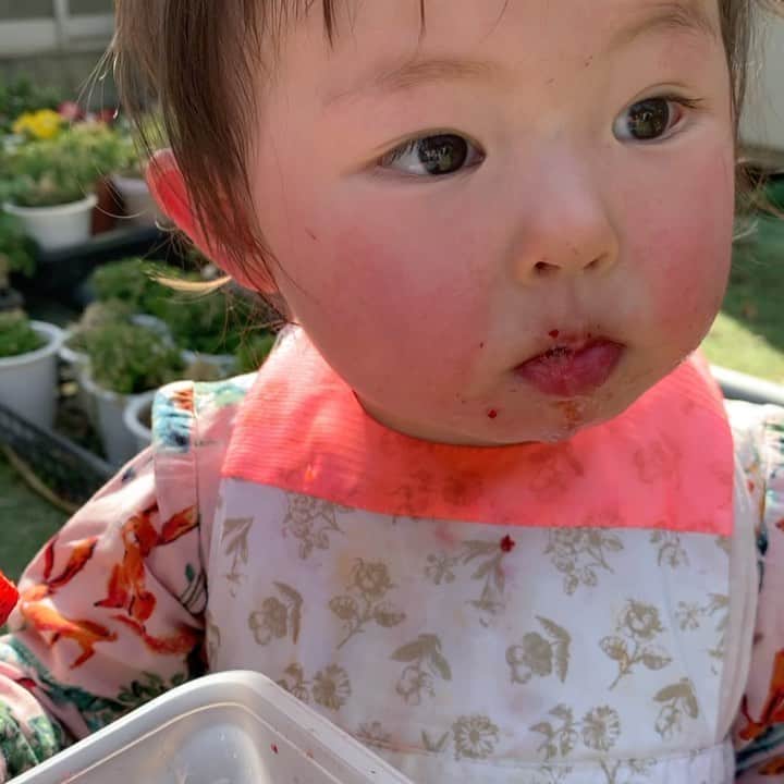 木下あゆ美のインスタグラム：「苺大好き、イチゴ娘🧒。　 苺狩りする人はフェイスガードでハウスの中へ。出来ない娘は取ってきた物をハウスの外で山盛り食べました。  にしても今日は暑かった。😣　苺も生温いw   #苺狩りは元取ろうと思っちゃダメ #欲張ると美味しいかどうかも分からないw #時間制限あると焦る　#結局そんな食べれない」
