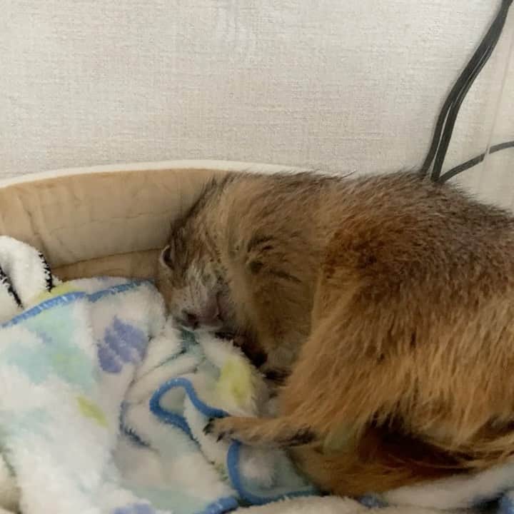 cocoのインスタグラム：「もう寝まーす おやすみなさい😴 #Sobaちゃん」