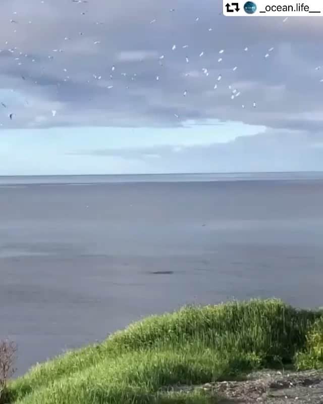 エディ・マクリントックのインスタグラム：「BANZAI!!!  Gannets dive-bombing a school of herring in Trinity Bay, Newfoundland.⁣ Video by @markpritchett11」