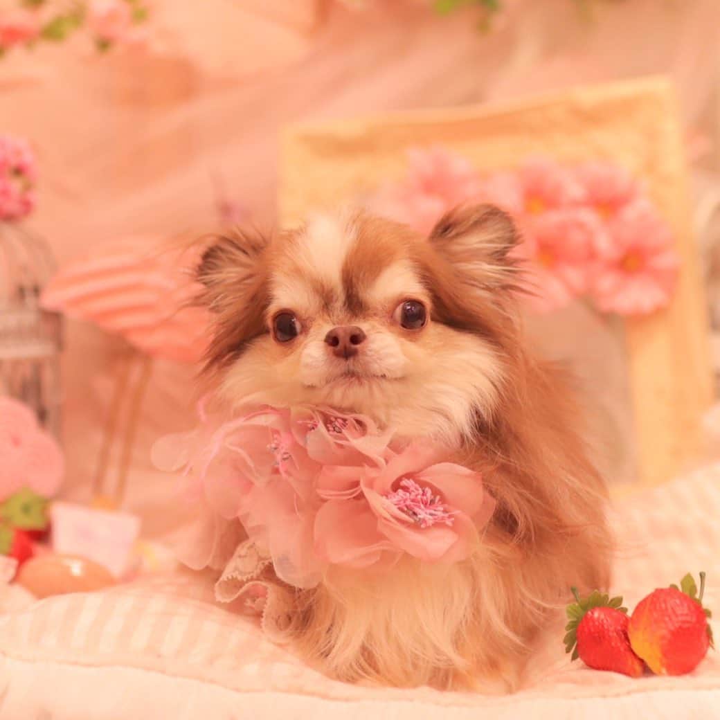 kayoのインスタグラム：「* * *  モフモフらいちん💗 * * * Lychee❤️🛁 * * * #chihuahua#chihuahualove#dogstgram#dog#instadog#pチワワ#チワワ大好き#チワワのいる暮らし * * *」