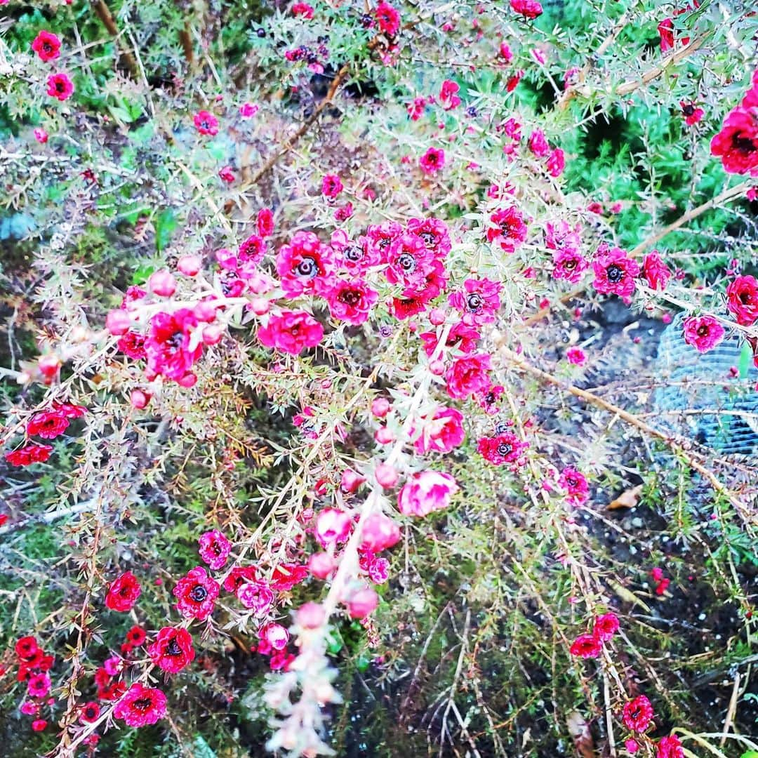 ガソリングラマーさんのインスタグラム写真 - (ガソリングラマーInstagram)「MORE NEW FLOWER BLOOMS #GASOLINEGARDEN #ILOVEGARDENS #GARDENSRULE #GARDENCHURCH #GARDENPARTY #GARDENMAGIC #AVANTGARDEN #GARDENS #GARDENGANGSTER #GARDEN #GRADENLIFE #GARDENER #GARDENTIME  #GARDENING #VEGETABLEGARDEN #FLOWERS #SUCCULENTS  #PLANTS  #CACTUS #AYEARINFLOWERS  #shadowhills  #THANKYOU  @gasolineglamour  #GASOLINEGLAMOUR #PLANTSOMESHIT  #GROWSOMESHIT」2月21日 8時15分 - gasolineglamour