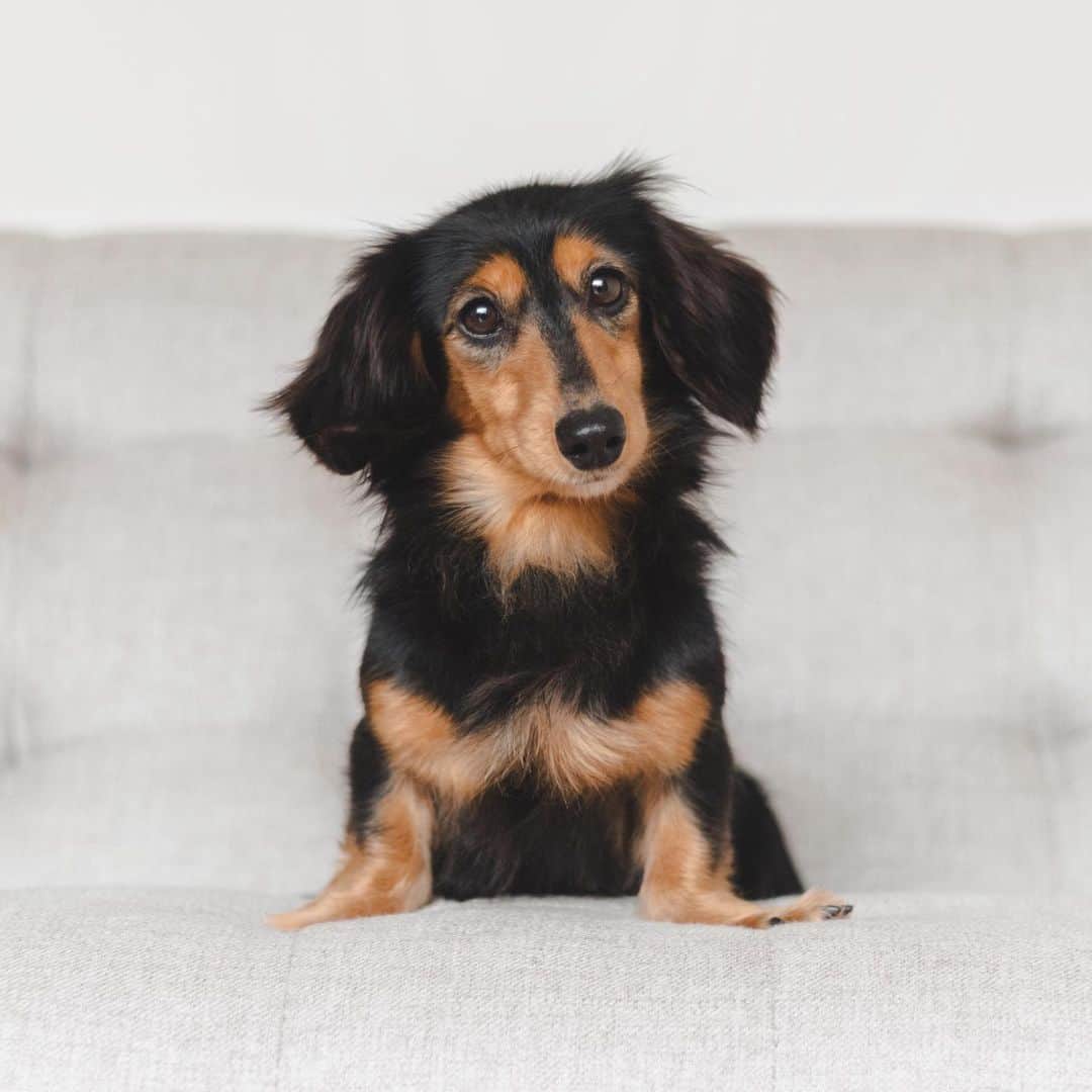 Loki the Corgiさんのインスタグラム写真 - (Loki the CorgiInstagram)「Say hello to our new foster dog, Kanao! ❤️ (I think it’s pronounced ka-na-o) Kanao is a 5-year-old Dachshund who was rescued from a puppy mill. She is super curious about the world, which makes sense considering she has likely lived in a cage for most of her life. She’s always on the move, running around the house and trying to sniff every corner of it (and leaving tiny poops on the floor 💩). She reminds us of Ham Ham in a way 🐹 While Kanao is with us, Bear and Momo will be showing her how to live the life of a happy dog. She is truly getting a second chance in life, and we’re very happy to be her last stop before she finds her forever home 🥰」2月21日 8時30分 - lokistagram