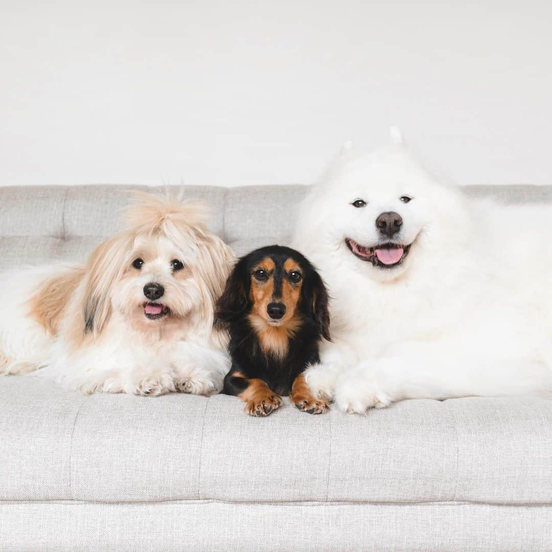 Loki the Corgiのインスタグラム：「Say hello to our new foster dog, Kanao! ❤️ (I think it’s pronounced ka-na-o) Kanao is a 5-year-old Dachshund who was rescued from a puppy mill. She is super curious about the world, which makes sense considering she has likely lived in a cage for most of her life. She’s always on the move, running around the house and trying to sniff every corner of it (and leaving tiny poops on the floor 💩). She reminds us of Ham Ham in a way 🐹 While Kanao is with us, Bear and Momo will be showing her how to live the life of a happy dog. She is truly getting a second chance in life, and we’re very happy to be her last stop before she finds her forever home 🥰」