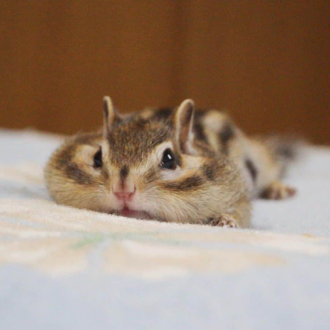 ビッケ & トッドのインスタグラム：「#Bikke Pancake Bikke.  ぺたーん。  #chipmunk #シマリス #リス」