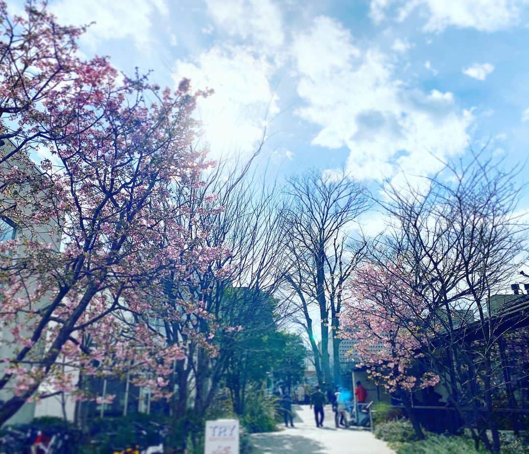 広崎うらんさんのインスタグラム写真 - (広崎うらんInstagram)「先日は各地で大雪だったと聞き☃️驚きましたが、その日の東京はこんな陽気でした🌞桜の花の蜜をウグイス色の鶯が上手に楽しんでました🌸今日も桜が咲き進みそうですね。あぁ、1週間があっという間。」2月21日 9時03分 - uranhirosaki