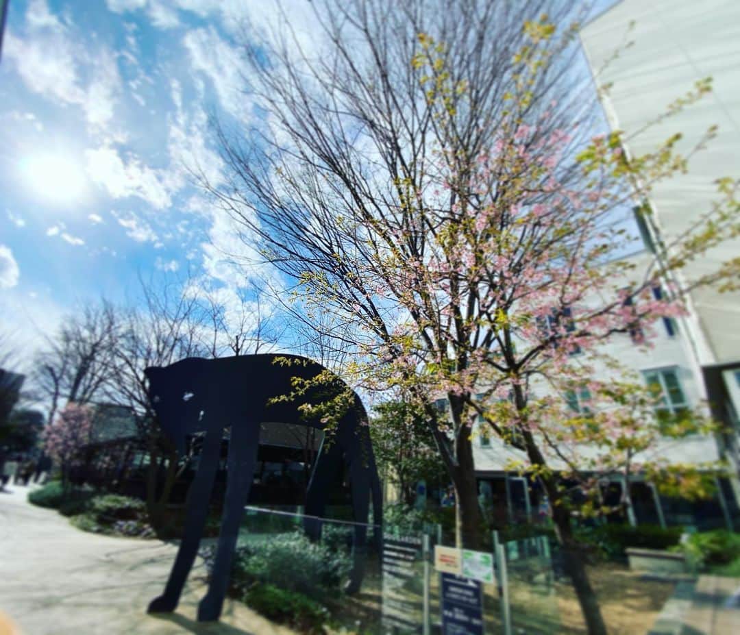 広崎うらんのインスタグラム：「先日は各地で大雪だったと聞き☃️驚きましたが、その日の東京はこんな陽気でした🌞桜の花の蜜をウグイス色の鶯が上手に楽しんでました🌸今日も桜が咲き進みそうですね。あぁ、1週間があっという間。」